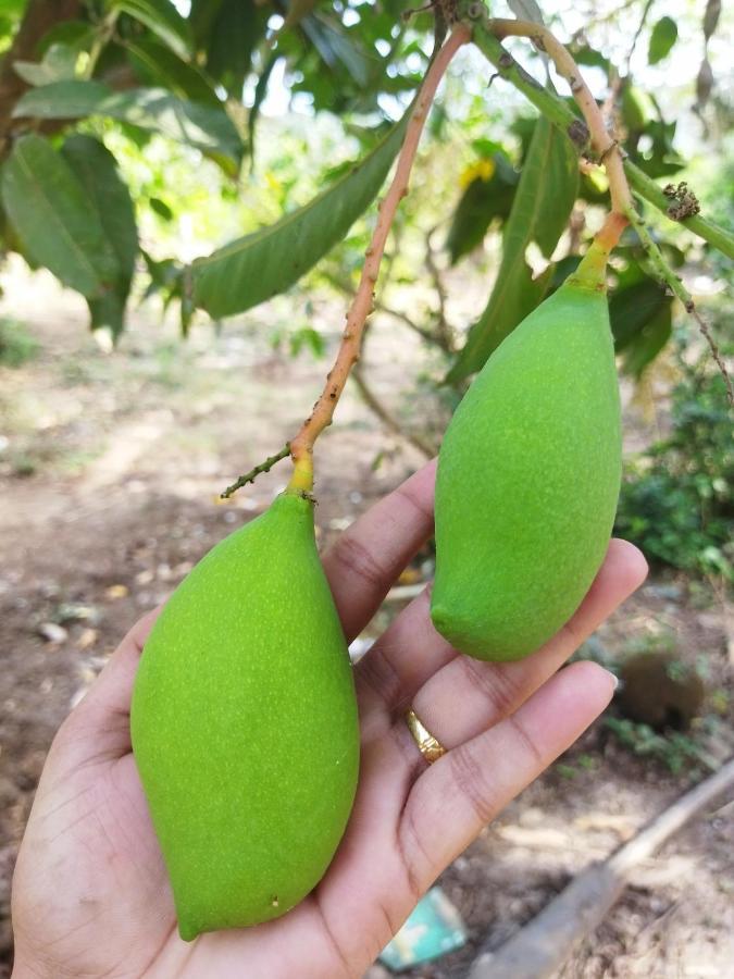 Pratik Mango Farm House Villa Revadanda Buitenkant foto